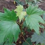 Begonia sikkimensis Φύλλο