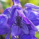 Aconitum napellus Blomma