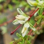 Salix repens Liść