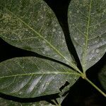 Angostura granulosa Hoja