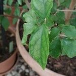 Thunbergia erecta Leaf