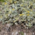 Phlomis olivieri Habit