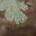 Trichomanes erosum Folha
