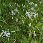 Anthericum ramosum Autre