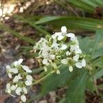 Verbesina virginica Flower