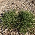 Amaranthus albus Blad