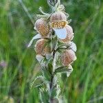 Digitalis lanata Kukka