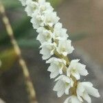 Bolusiella zenkeri Flower