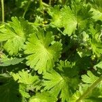 Geranium argenteum Blad