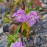 Galeopsis pyrenaica Fiore