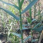 Arundo donax Leaf