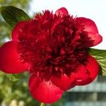 Paeonia lactiflora Çiçek