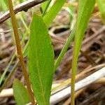 Viola lanceolata ഇല