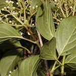 Viburnum venustum Hoja