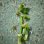Euphorbia hypericifolia 花