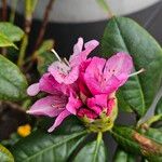 Rhododendron spp. Virág