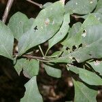 Pisonia macranthocarpa 葉