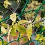 Trachelospermum jasminoides برگ