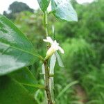 Sanrafaelia ruffonammari Flor