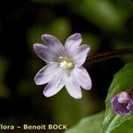 Epilobium duriaei Flower