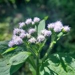 Ageratum conyzoides Blomst