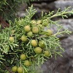 Juniperus phoenicea Frukt