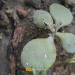 Kalanchoe millotii Leaf