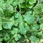 Aquilegia chrysantha Blatt