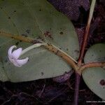 Cyclophyllum balansae ഇല