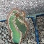 Cereus hildmannianus Folha