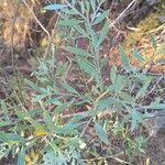 Osyris lanceolata Leaf