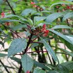 Impatiens auricoma Vekstform
