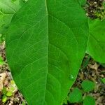 Asclepias exaltata Leaf
