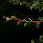 Berberis everestiana Leaf