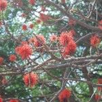 Erythrina abyssinica പുഷ്പം