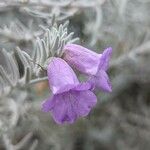 Eremophila nivea Floare