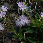 Lewisia congdonii Hábito