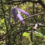 Clematis occidentalis Floare