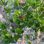 Crossopetalum rhacoma Hostoa