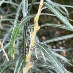 Salix rosmarinifolia Drugo