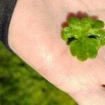 Ranunculus parviflorus Leaf