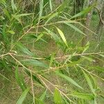 Salix nigra Leaf