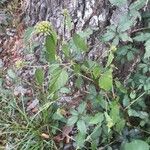 Melochia corchorifolia Habit