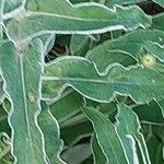 Helichrysum foetidum Leaf