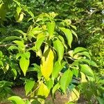 Cornus hongkongensis Blad