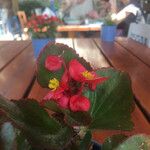 Begonia x semperflorens Blüte