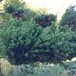 Cryptomeria japonica ᱥᱟᱠᱟᱢ