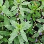 Ajuga integrifolia List