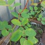 Rosa abietina Leaf