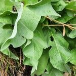 Wyethia sagittata List